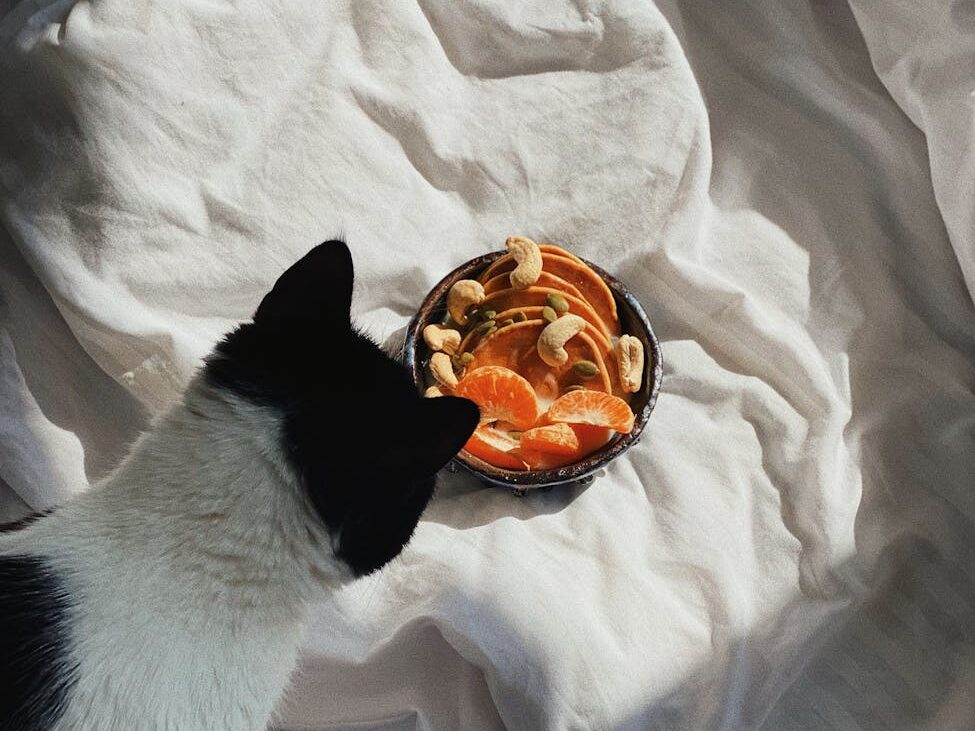 curious cat sitting on bed near breakfast bowl