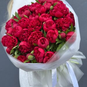 Букет Пионов красных "Рубра Плена"51 штук