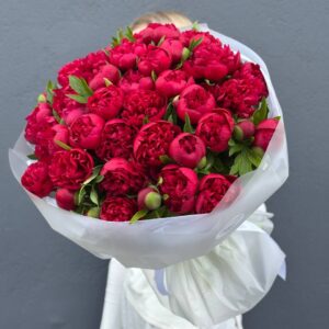 Букет Пионов красных "Рубра Плена"51 штук